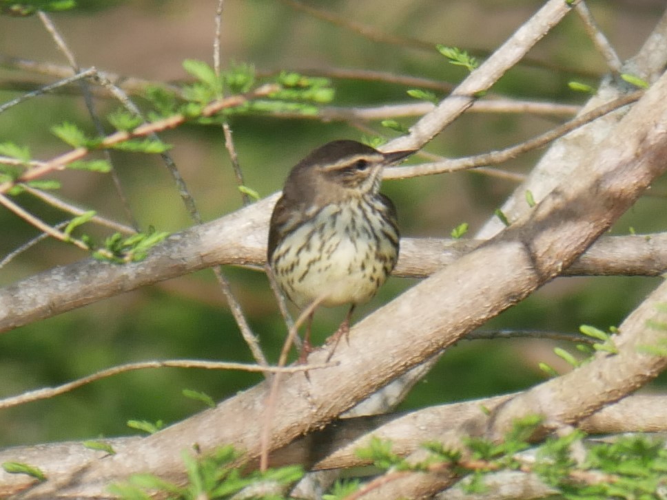 Northern Waterthrush - Al Hooks