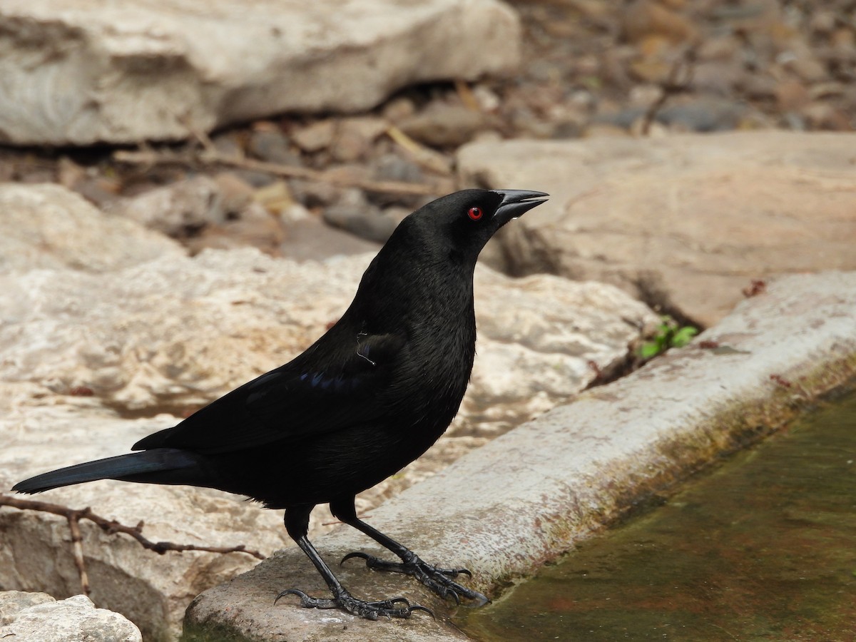 Bronzed Cowbird - Megan  Foll