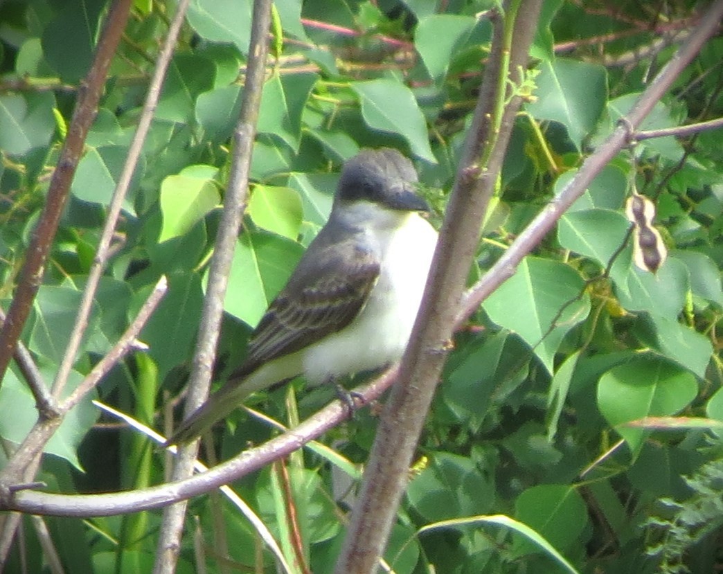 Gray Kingbird - ML618099795