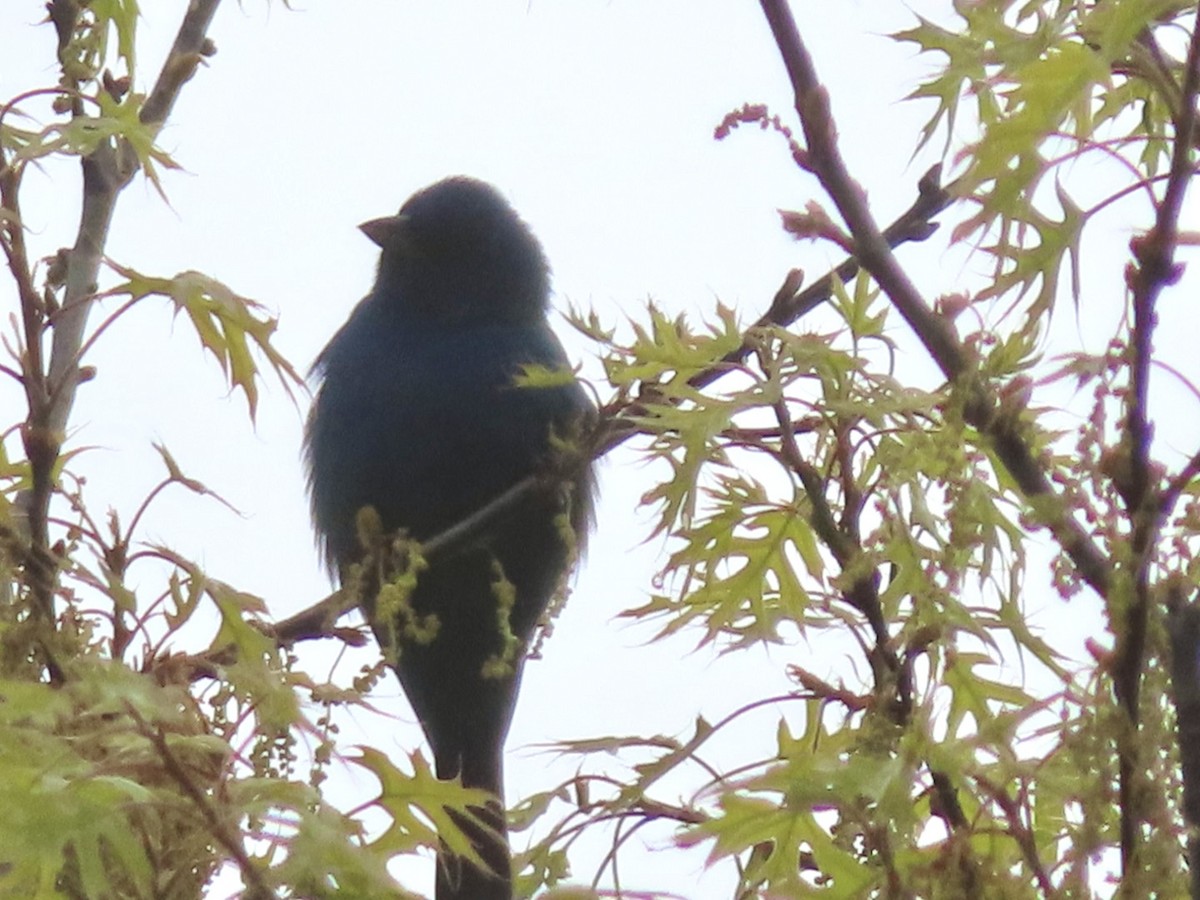 Indigo Bunting - ML618099796