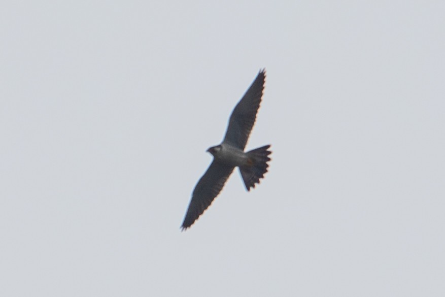 Peregrine Falcon - Yixiao Liu