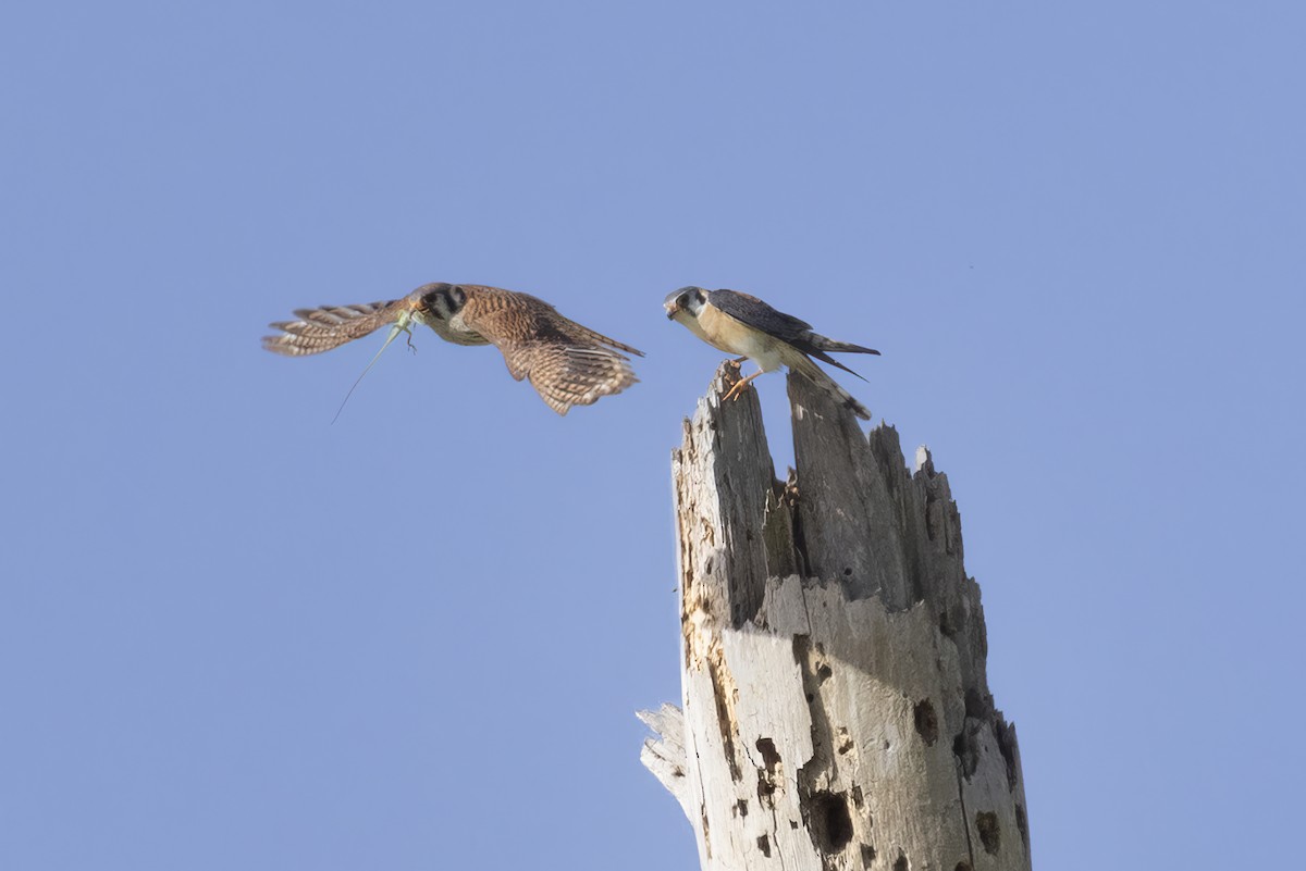 American Kestrel - Deanna S