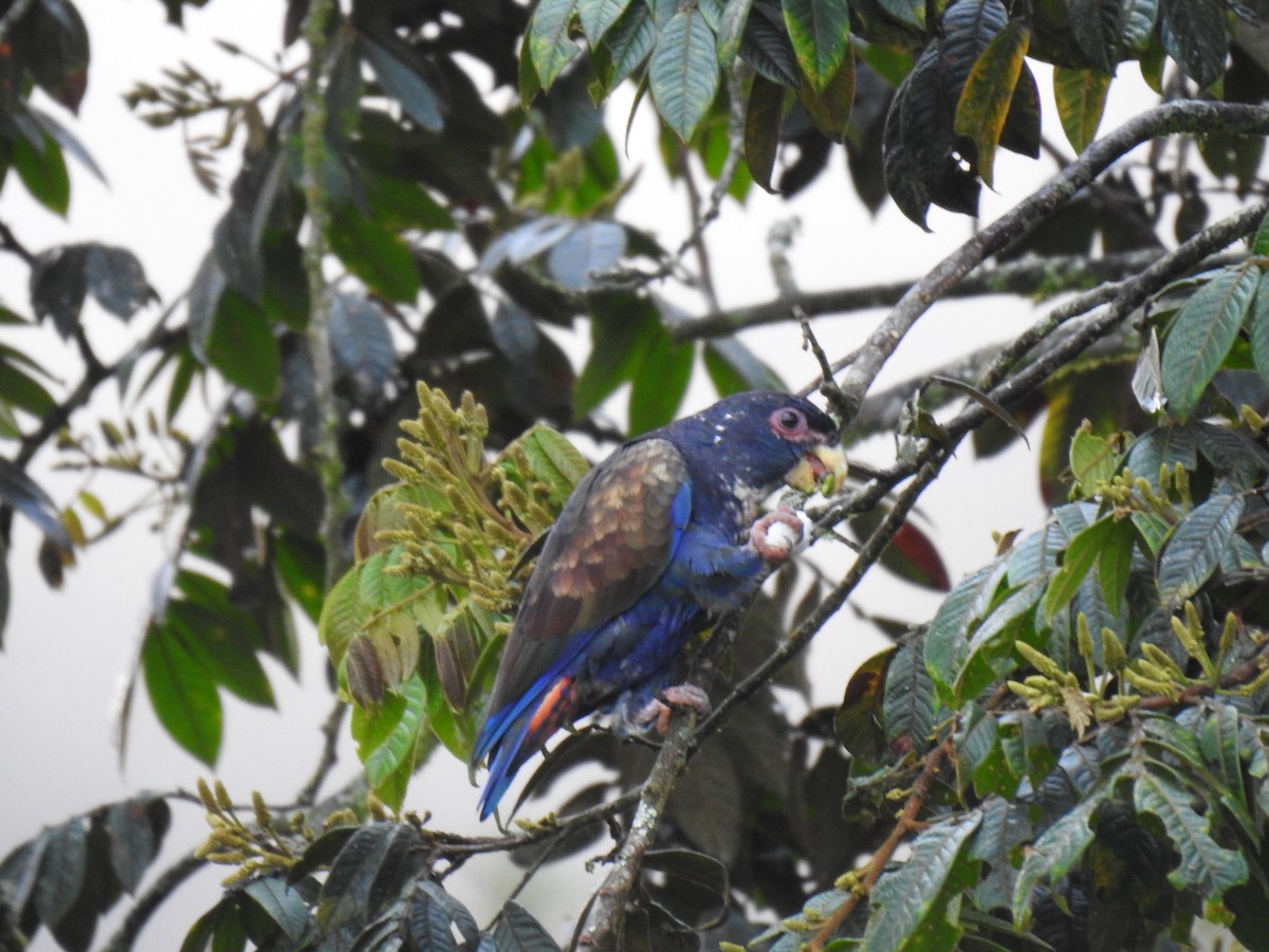 Bronze-winged Parrot - Justin Harris