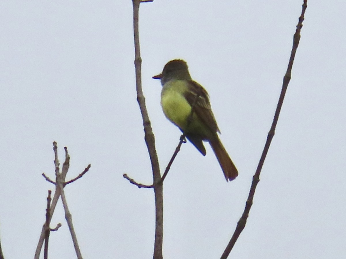 Great Crested Flycatcher - ML618099833