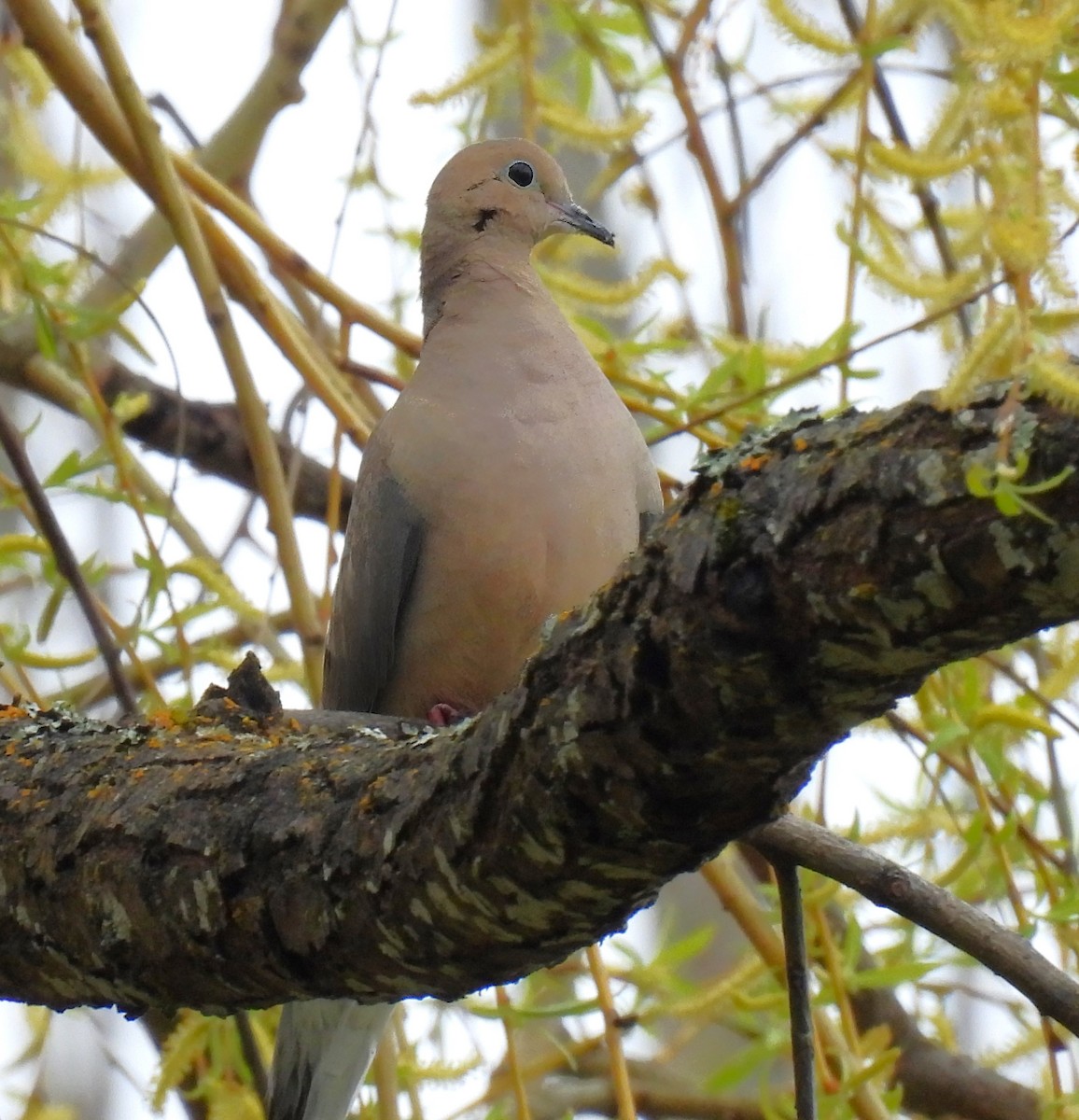 Mourning Dove - Scott Thomson