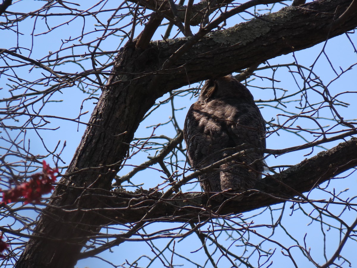 Great Horned Owl - ML618099837