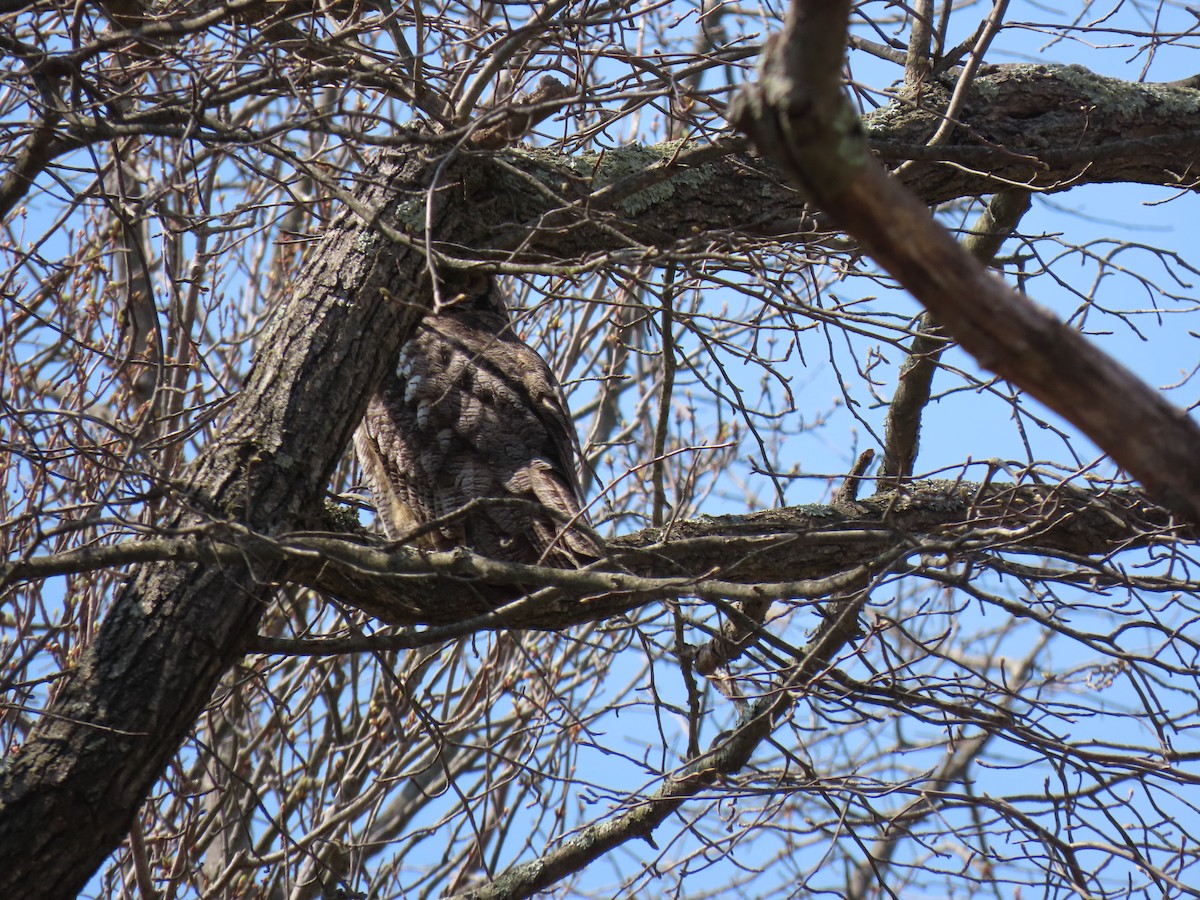 Great Horned Owl - John Gaglione