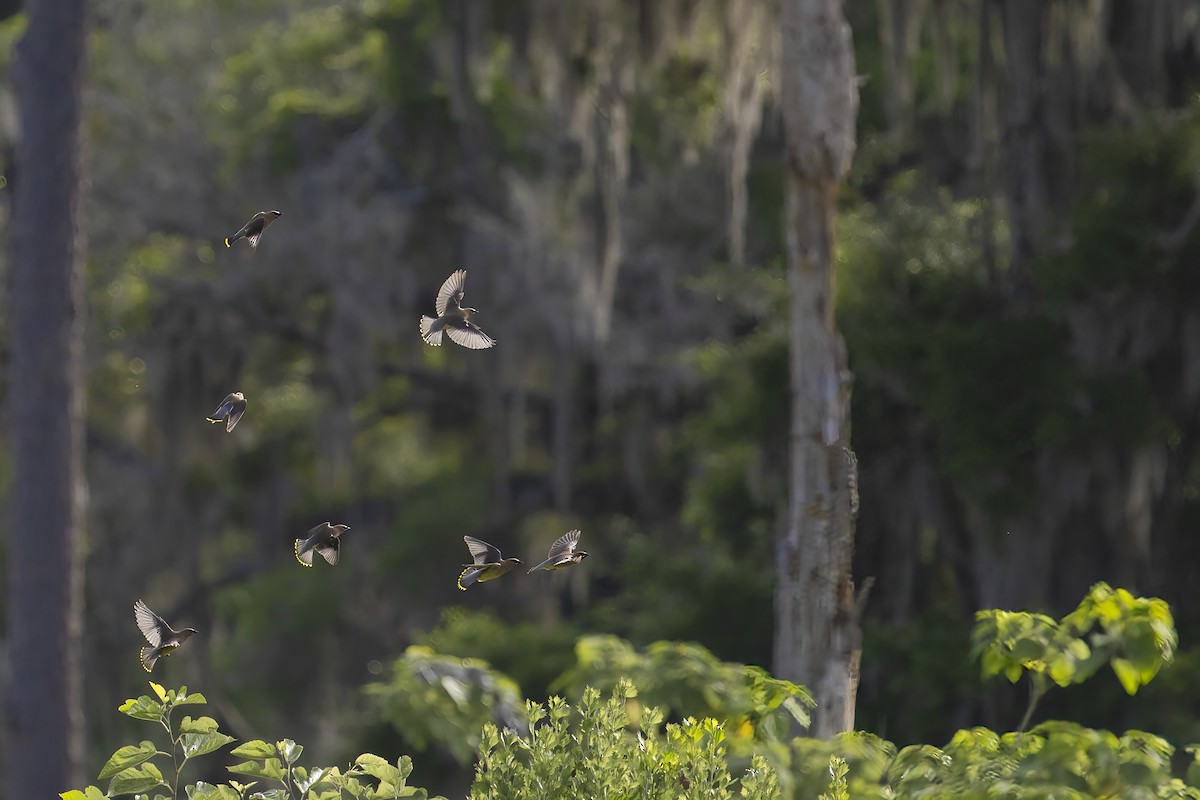 Cedar Waxwing - ML618099850