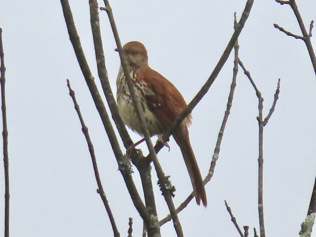 Brown Thrasher - ML618099864