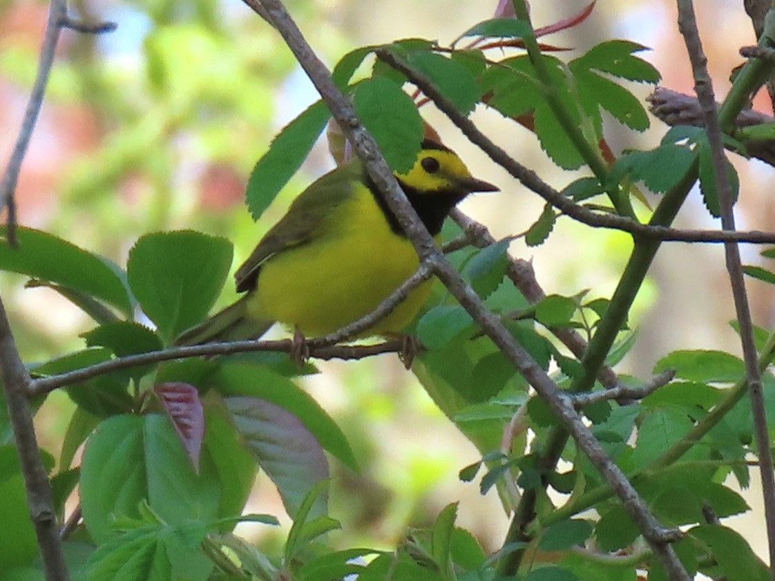 Hooded Warbler - ML618099907