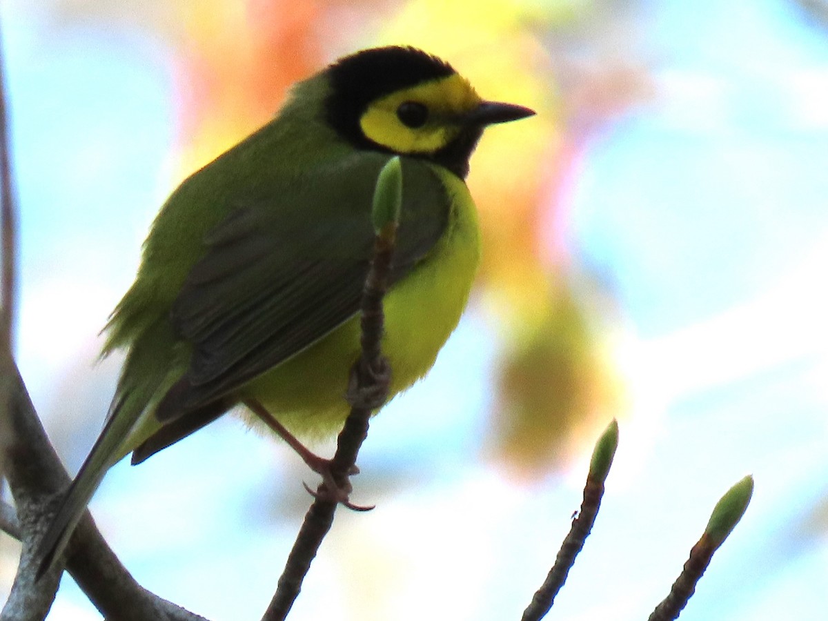 Hooded Warbler - ML618099908