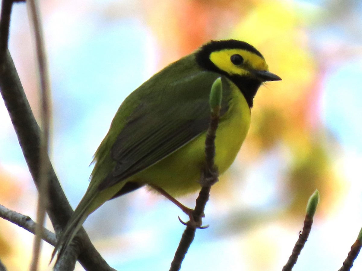 Hooded Warbler - ML618099909