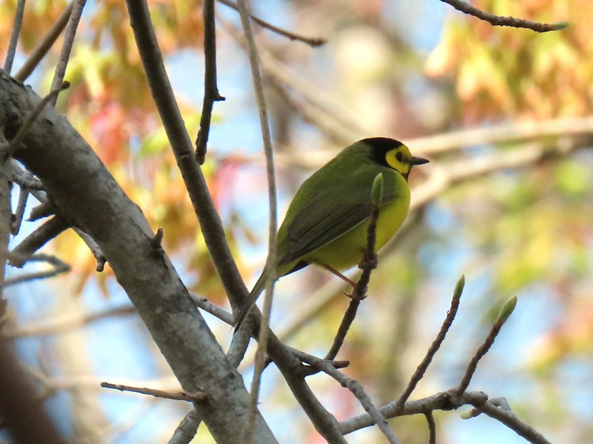 Hooded Warbler - ML618099910