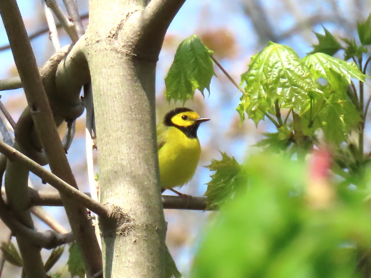 Hooded Warbler - John Gaglione