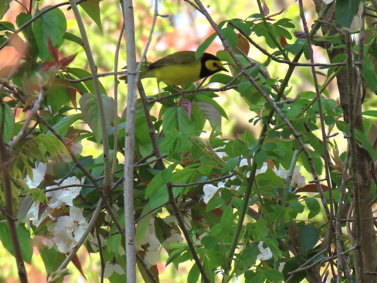 Hooded Warbler - ML618099912