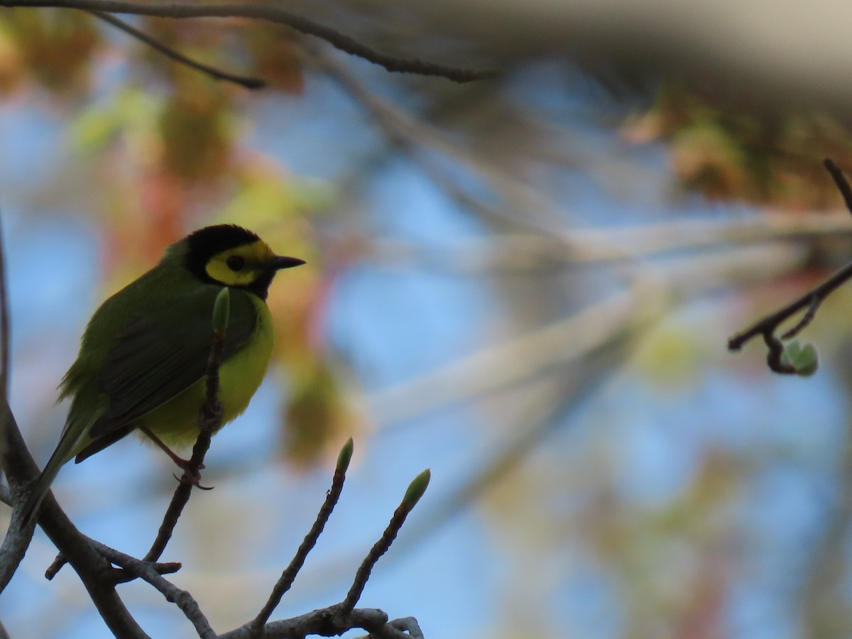 Hooded Warbler - ML618099923