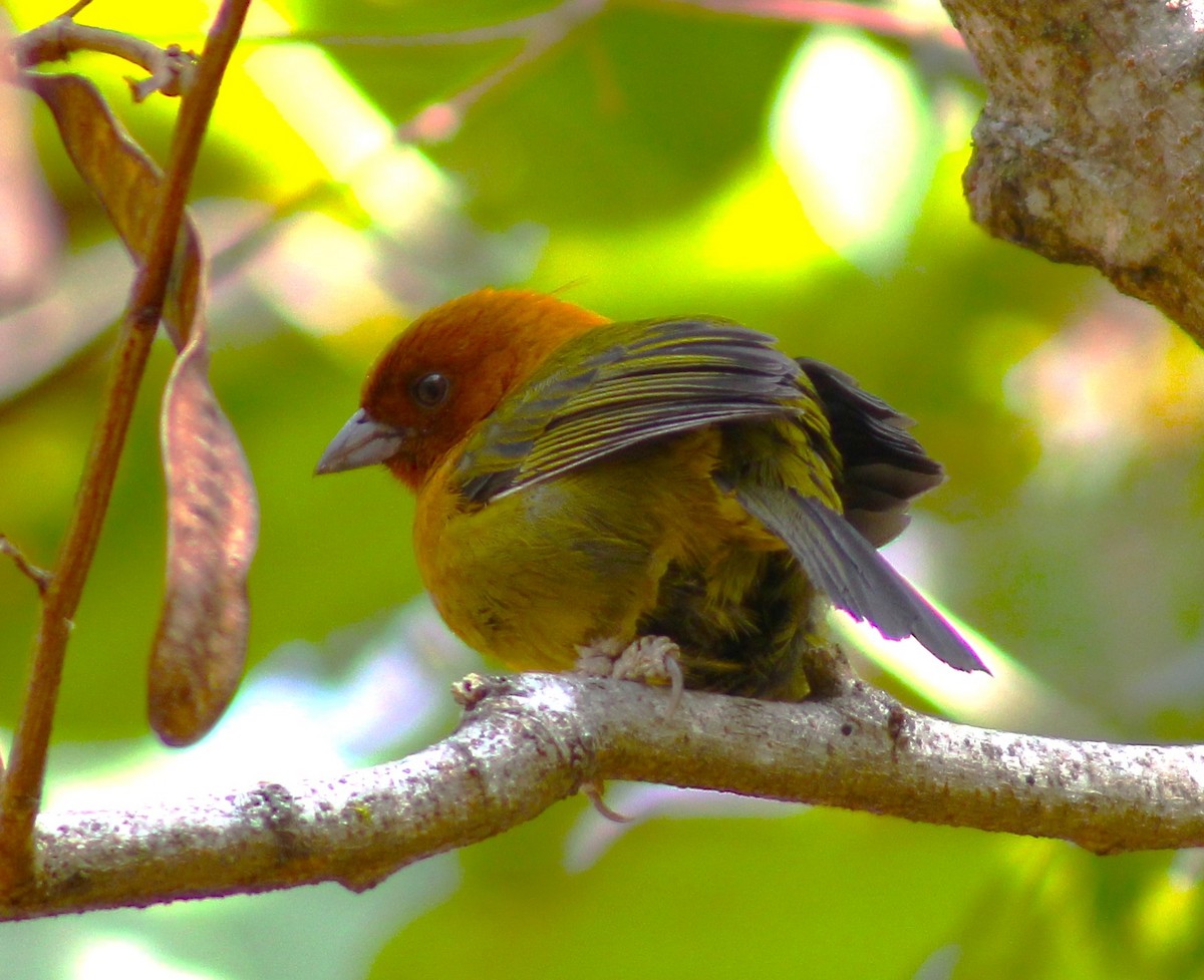 Ochre-breasted Brushfinch - ML618099949