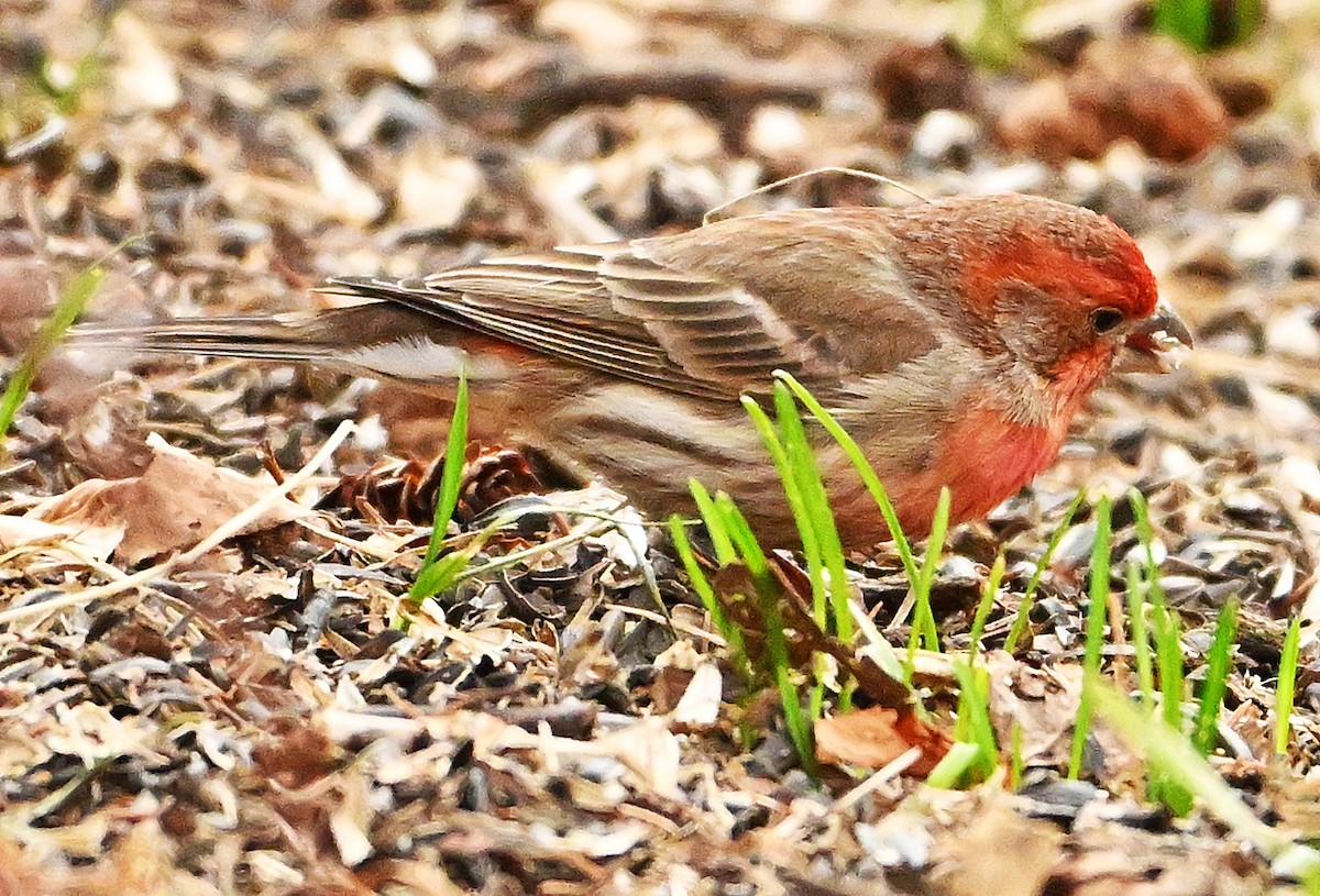 House Finch - Wayne Oakes