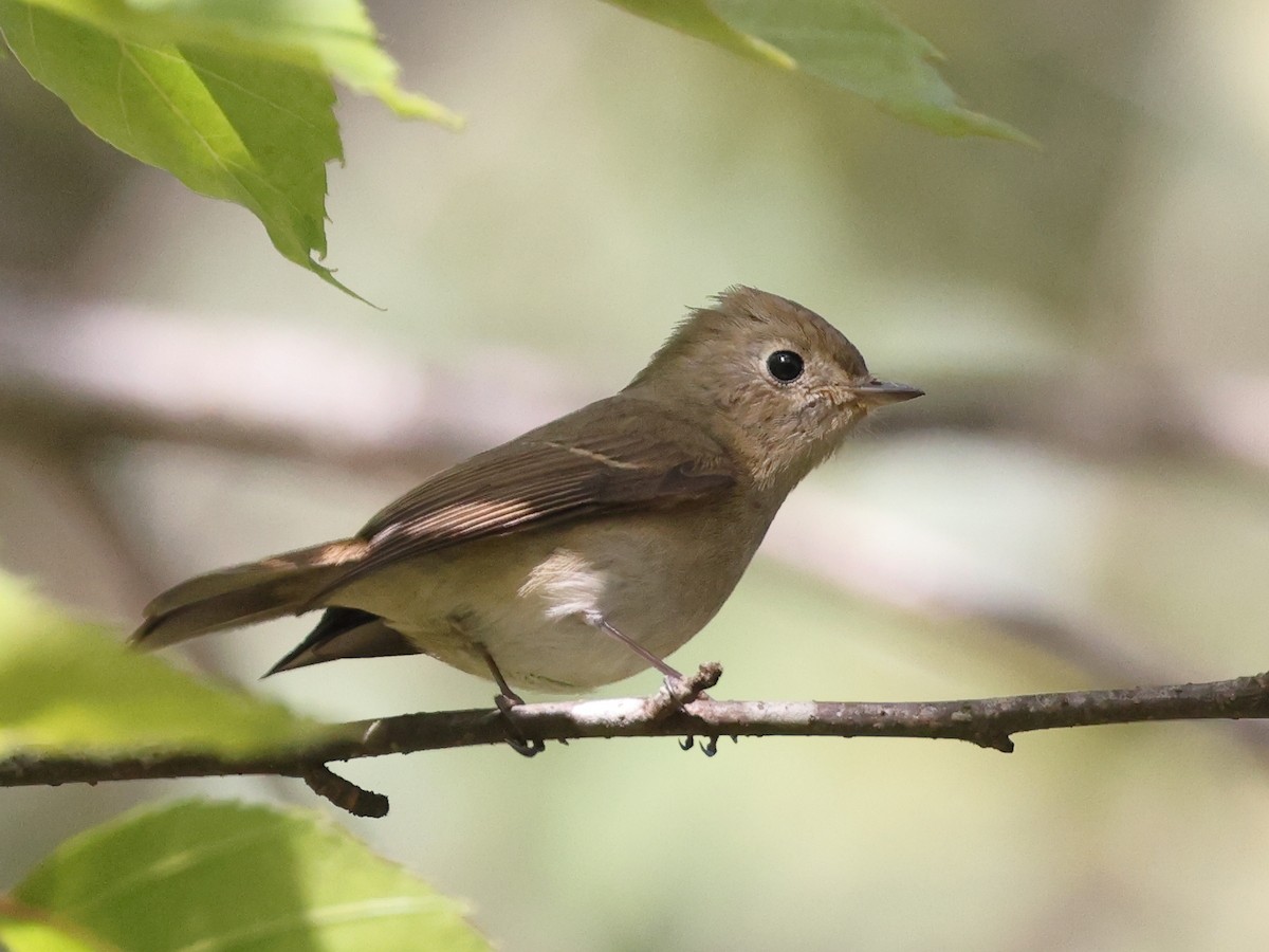 Slaty-backed Flycatcher - Myles McNally