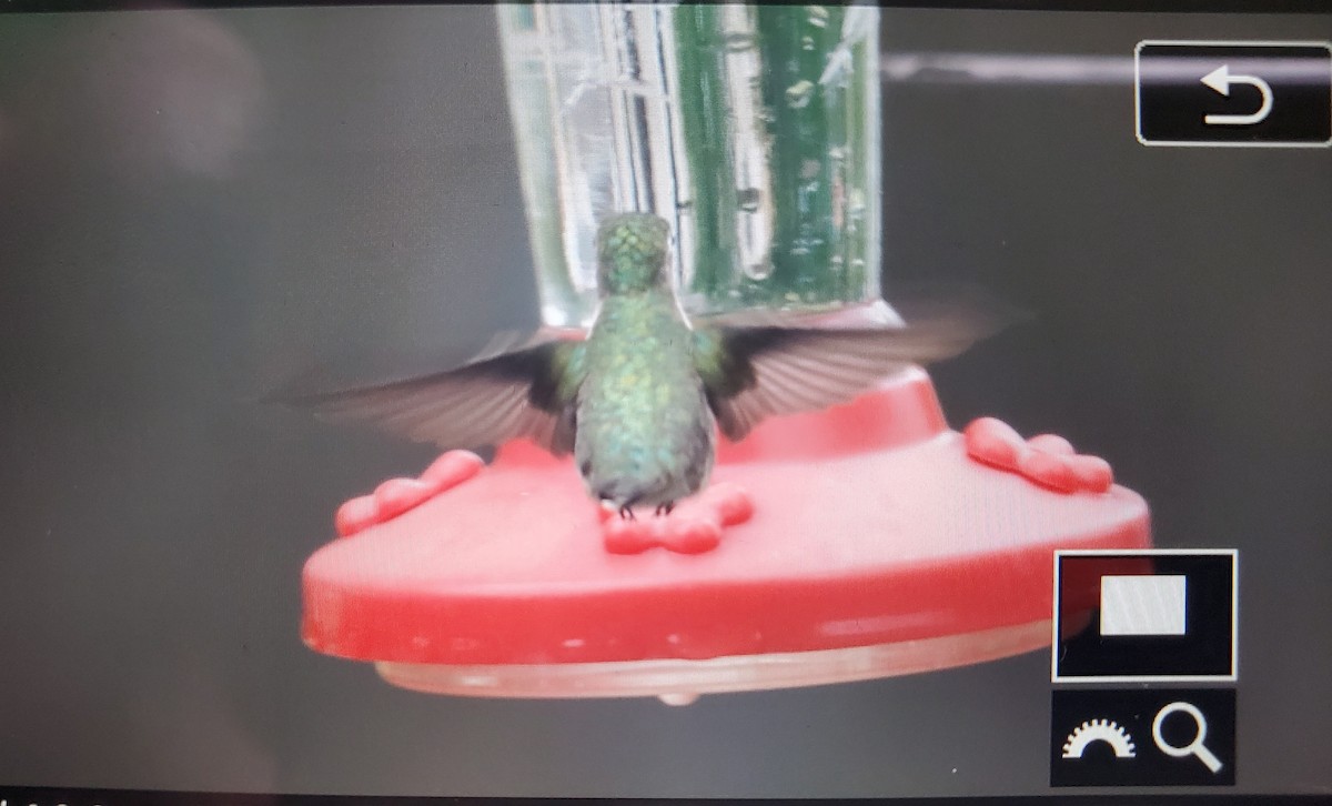 Ruby-throated Hummingbird - ML618100010