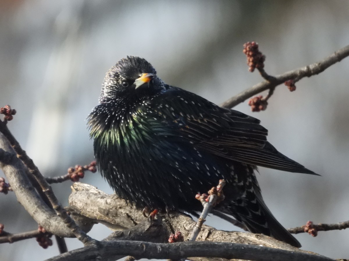 European Starling - Leann Henderson