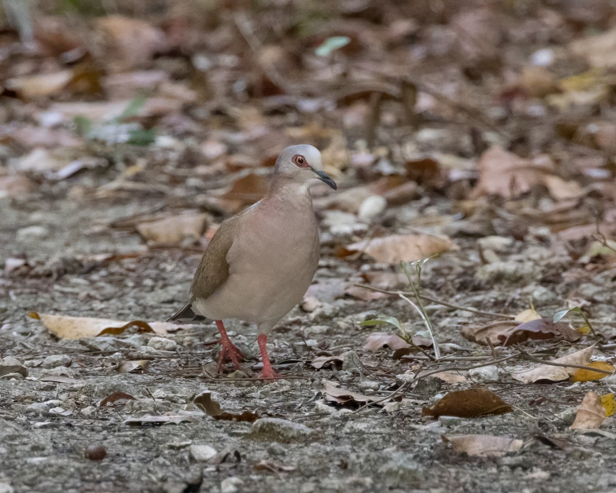 Colombe de Jamaïque - ML618100048