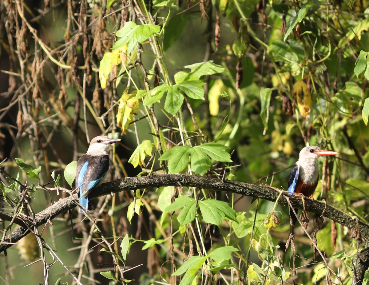 Gray-headed Kingfisher - Rohan van Twest