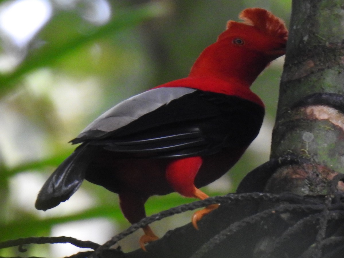 Andean Cock-of-the-rock - Justin Harris