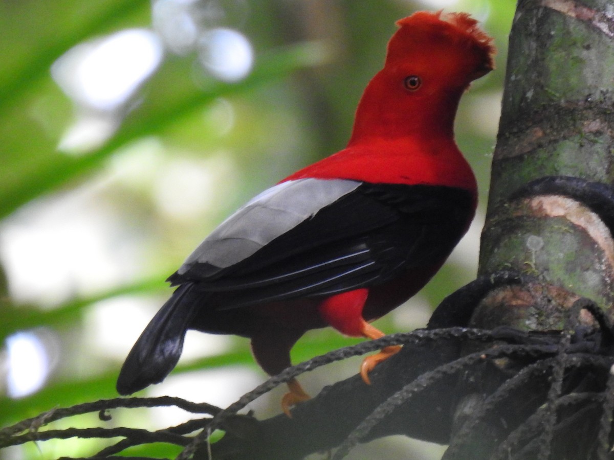 Andean Cock-of-the-rock - Justin Harris