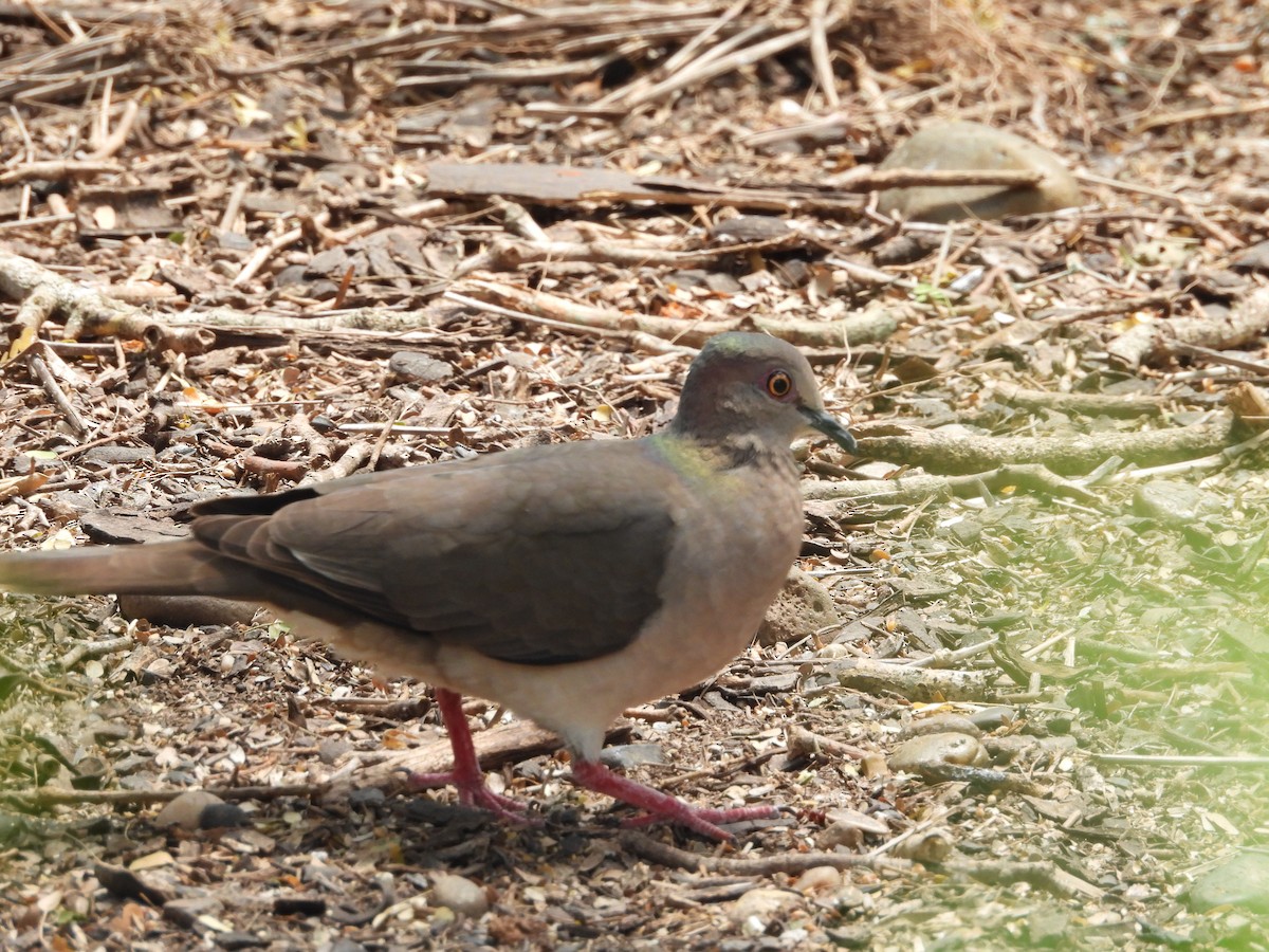 White-tipped Dove - ML618100070