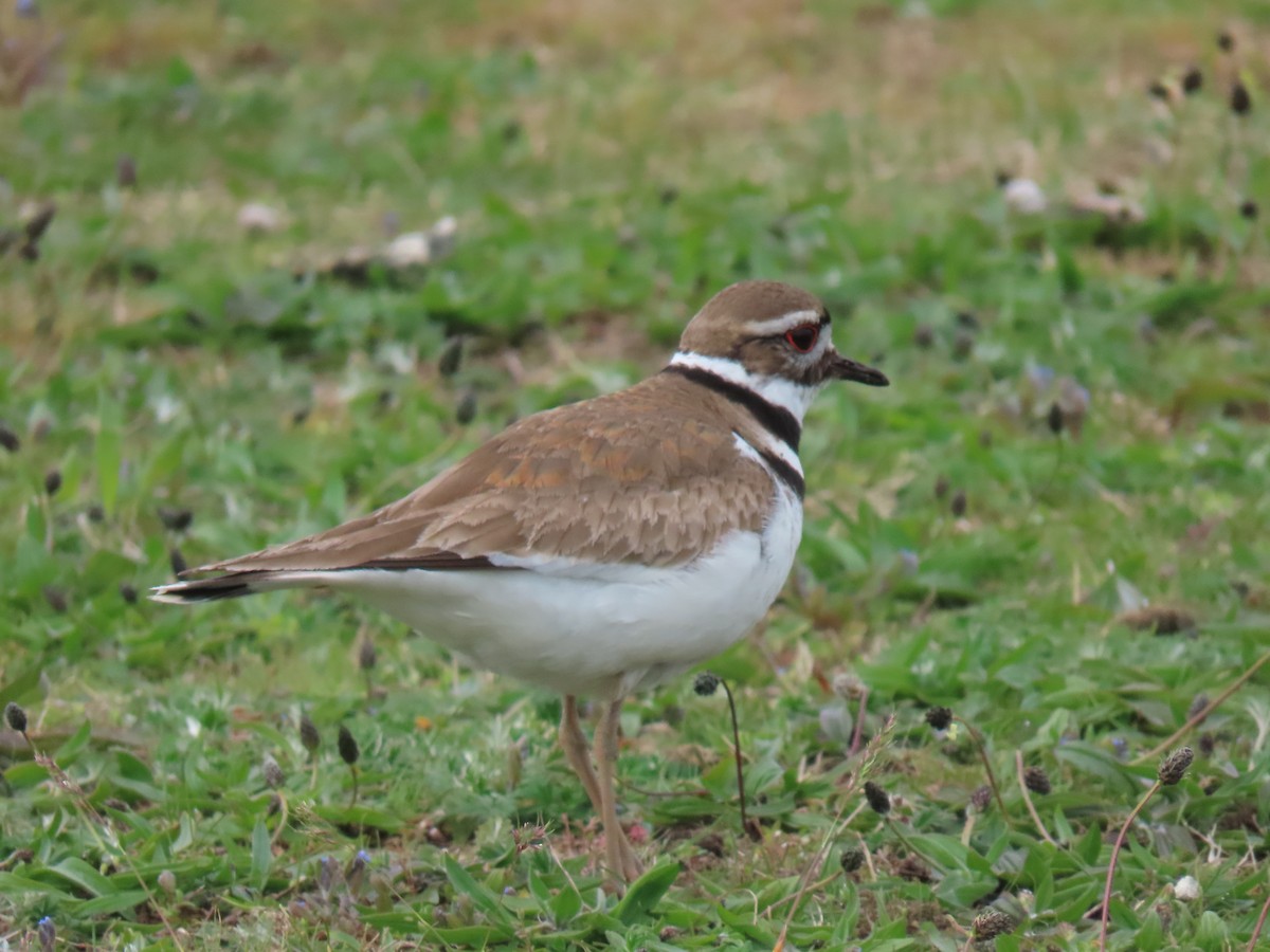 Killdeer - John Gaglione