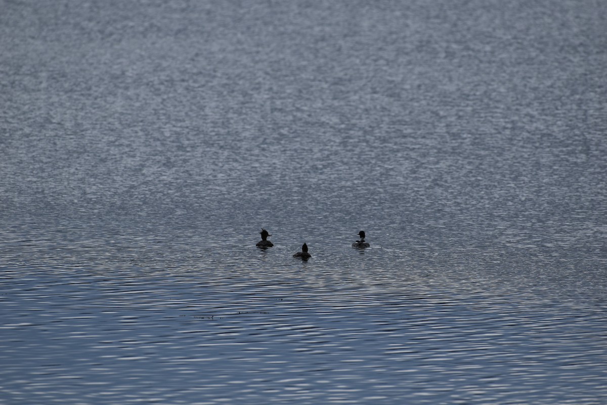 Red-breasted Merganser - ML618100089