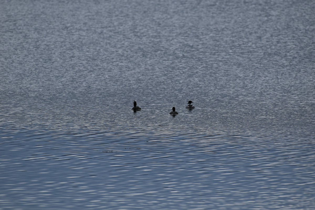 Red-breasted Merganser - ML618100091