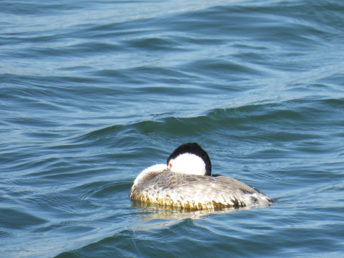 Horned Grebe - Patti Northam