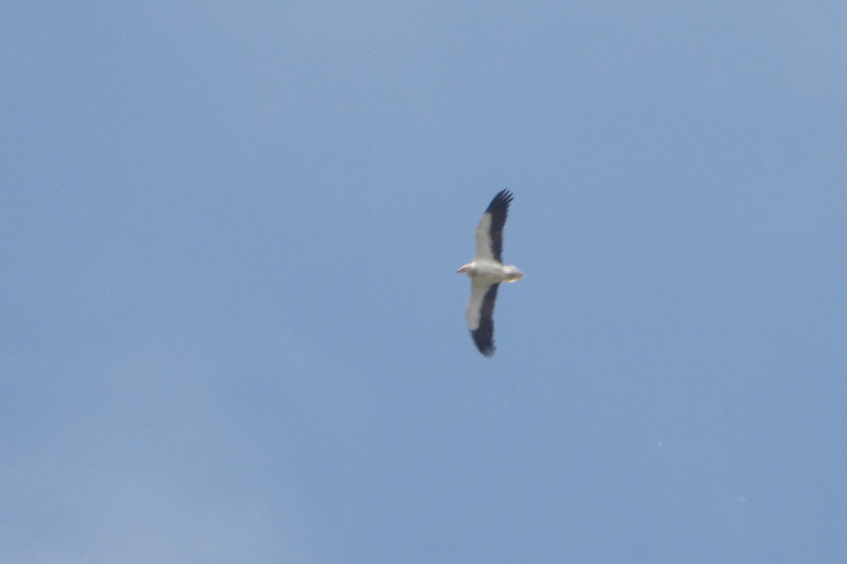 Egyptian Vulture - ML618100138