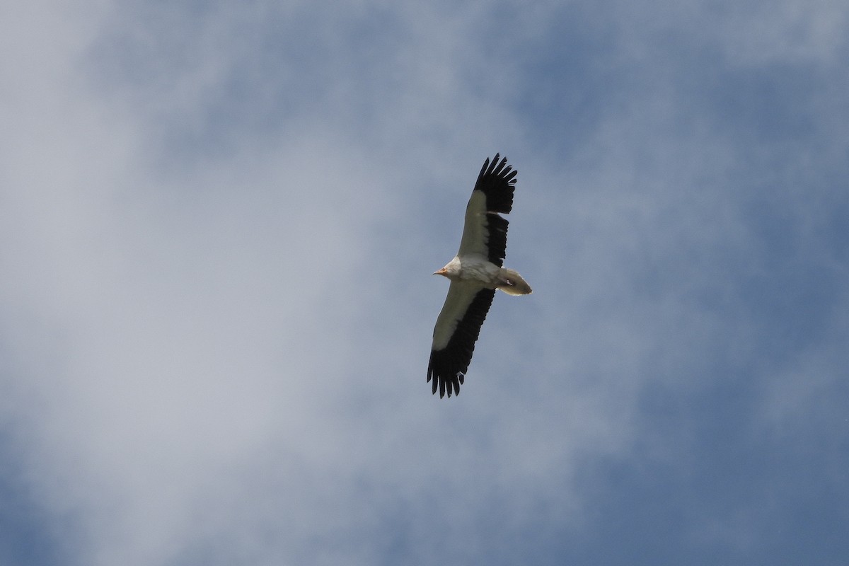 Egyptian Vulture - ML618100139