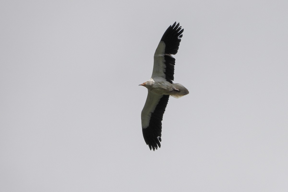 Egyptian Vulture - ML618100140