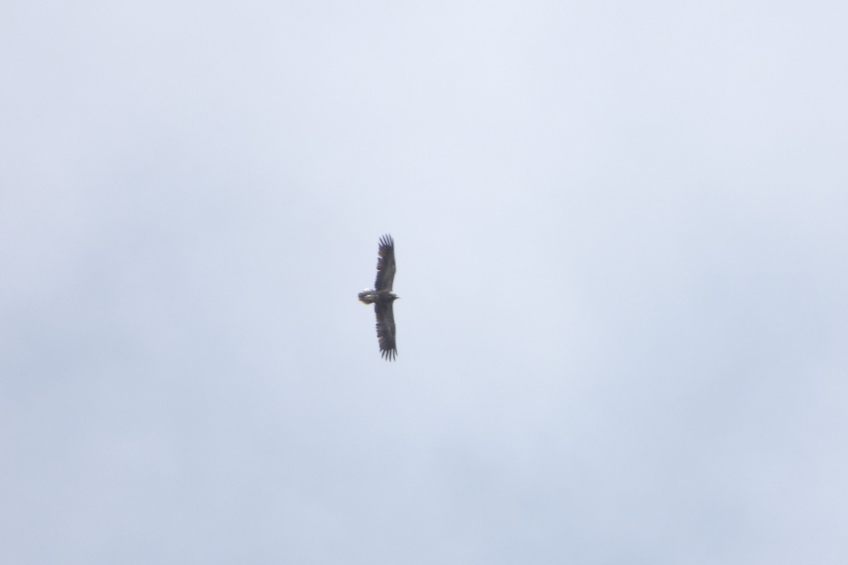 Egyptian Vulture - ML618100141