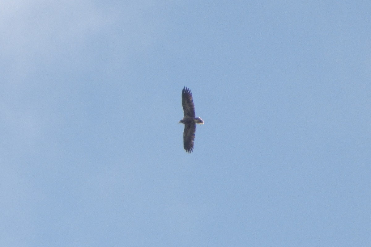 Egyptian Vulture - ML618100142