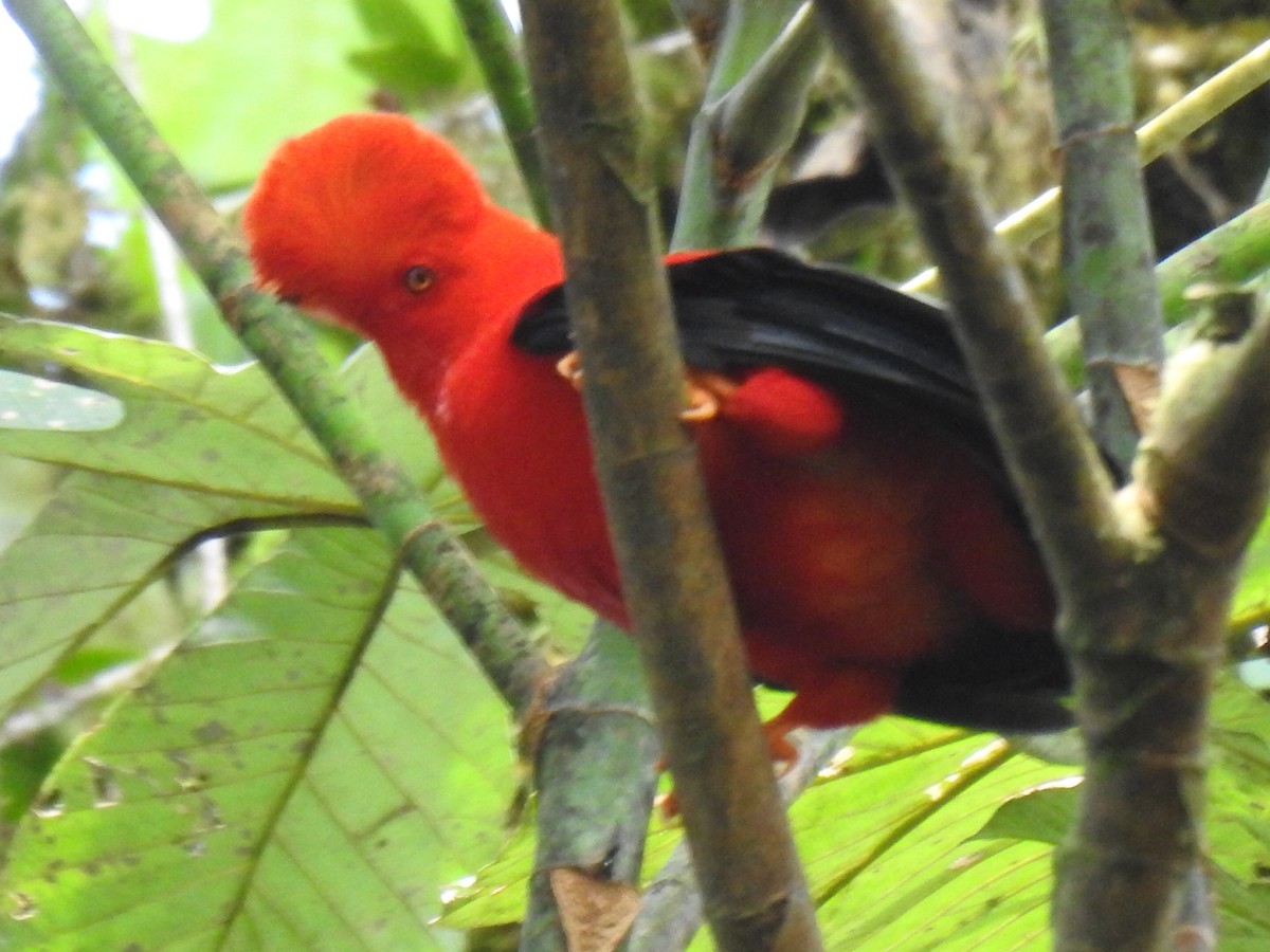 Andean Cock-of-the-rock - Justin Harris