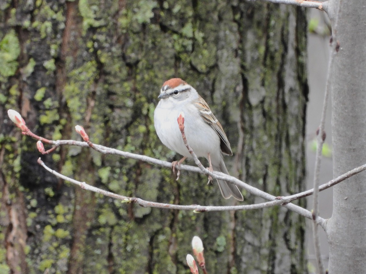 Chipping Sparrow - ML618100149