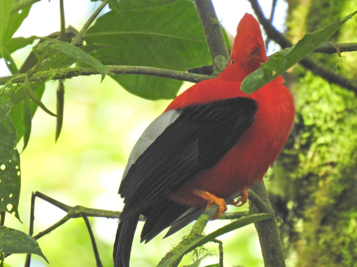 Andean Cock-of-the-rock - Justin Harris