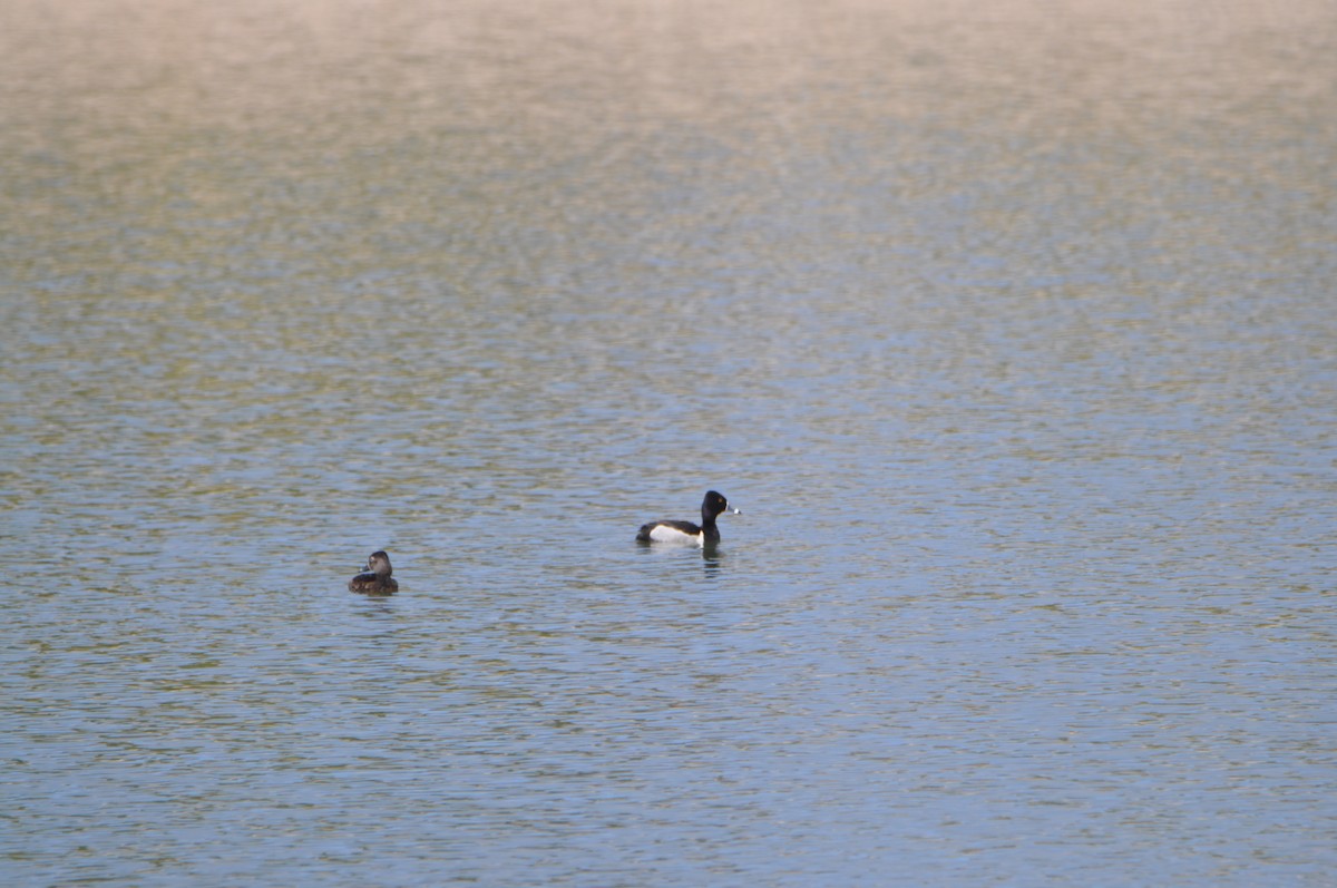 Ring-necked Duck - ML618100171