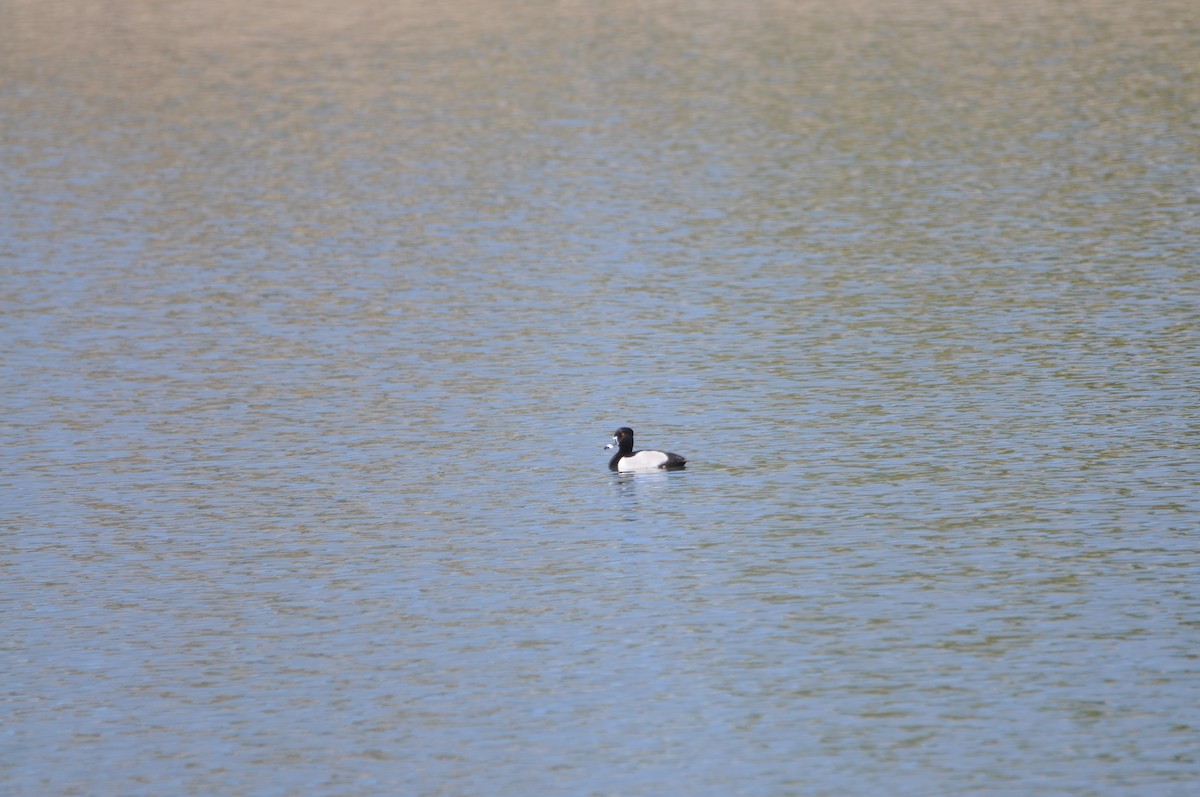 Ring-necked Duck - ML618100172