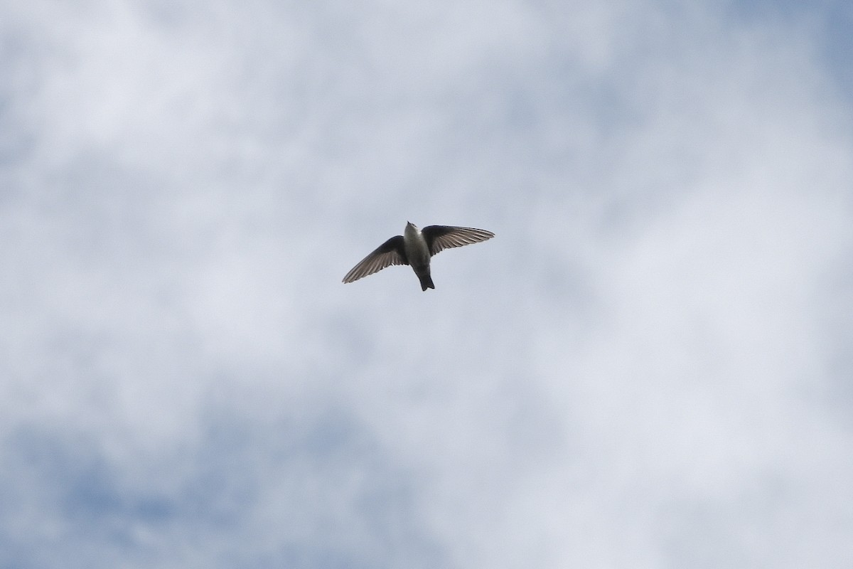 Eurasian Crag-Martin - ML618100176