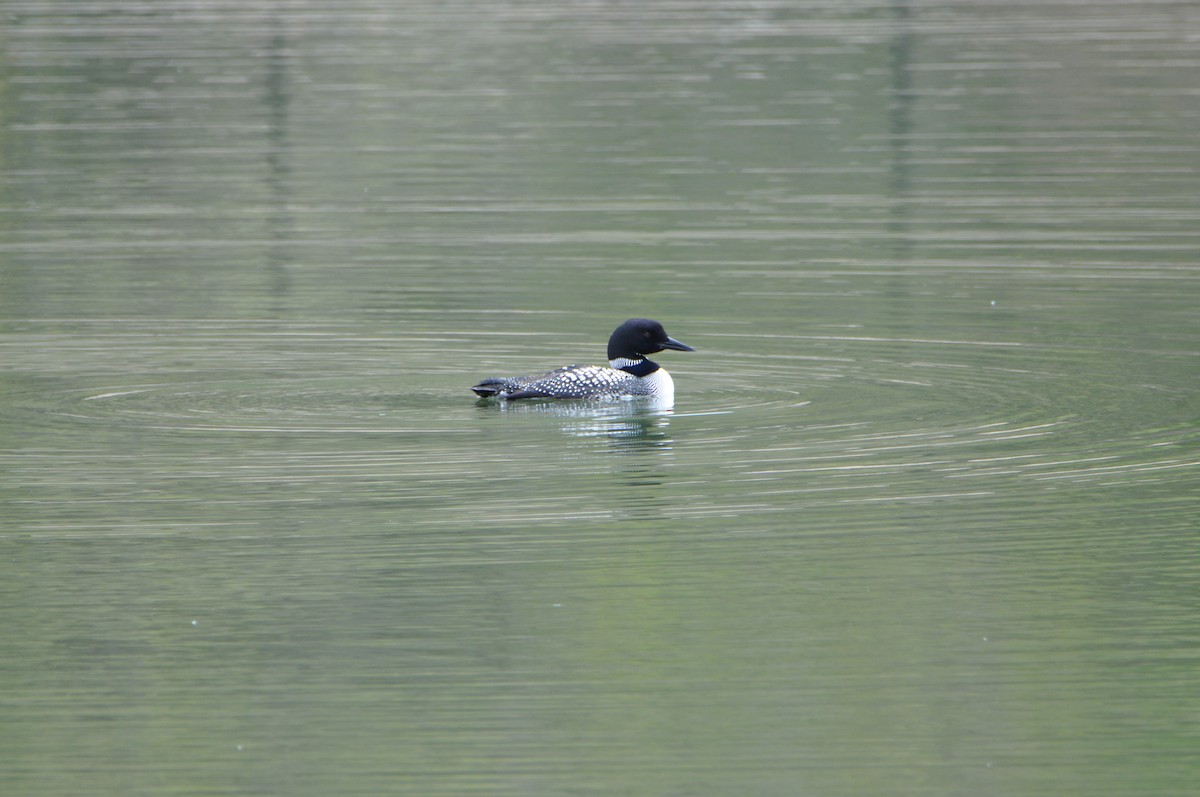 Common Loon - ML618100183