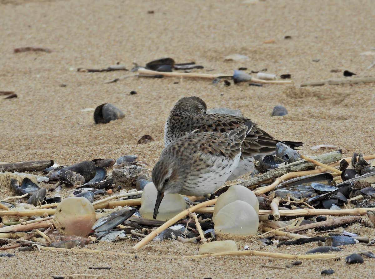 White-rumped Sandpiper - Alejandra Pons