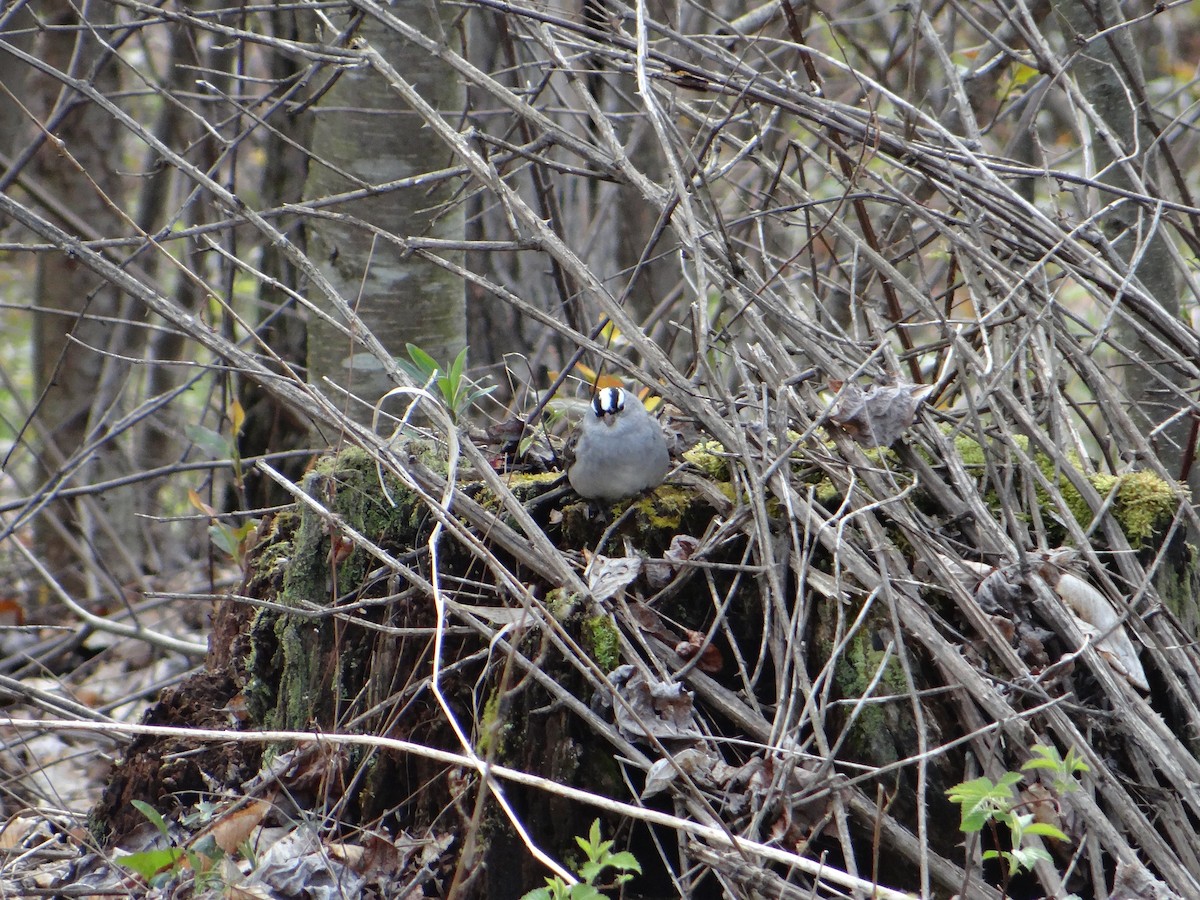 White-crowned Sparrow - ML618100212