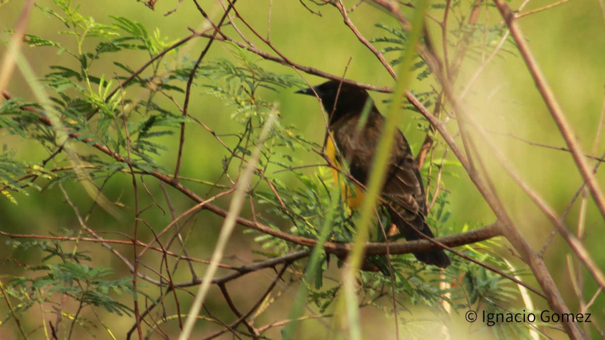 Yellow-rumped Marshbird - Ignacio Gómez Gaffner