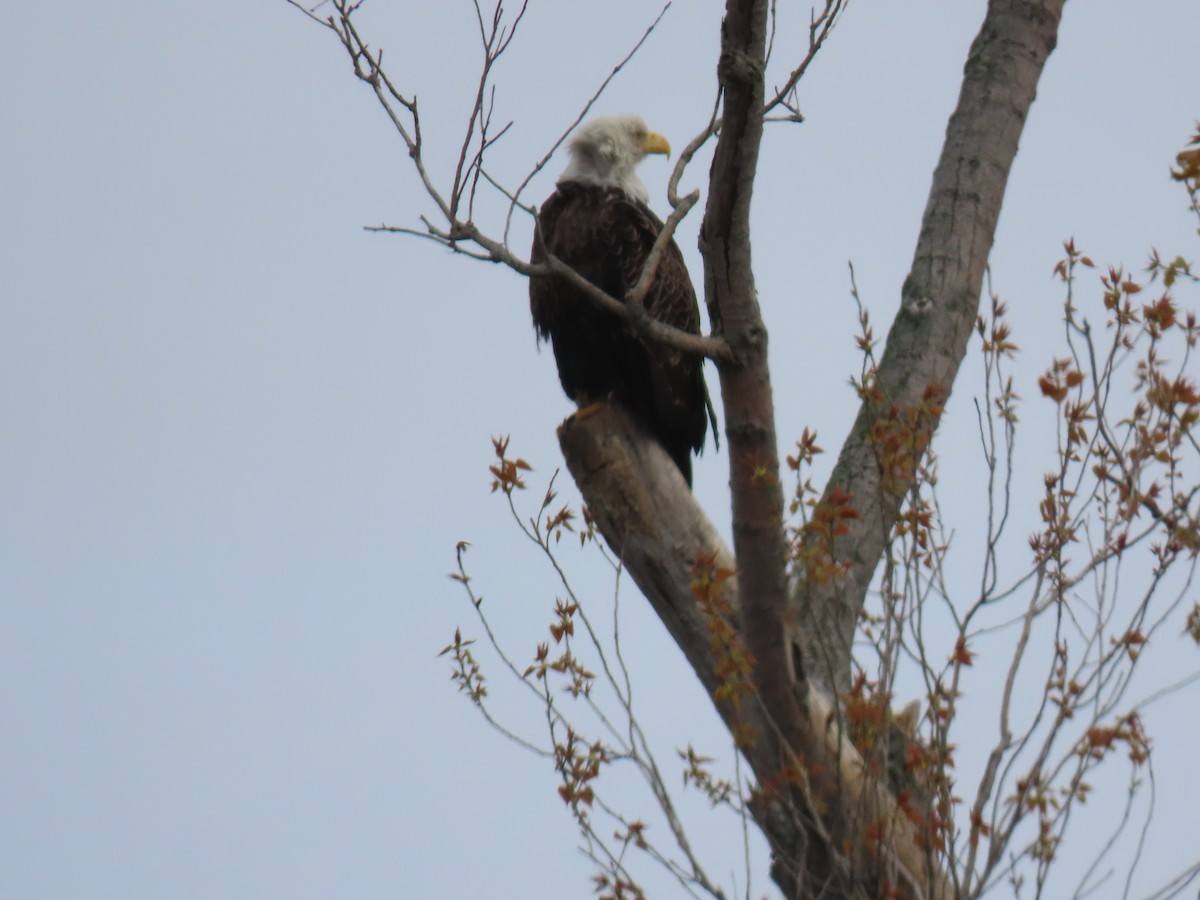 Bald Eagle - John Gaglione